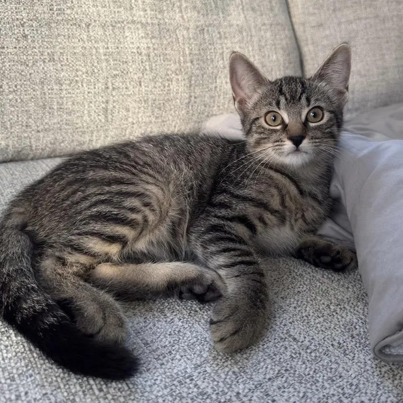 A baby medium-sized female Tabby (Brown / Chocolate) Domestic Short Hair cat named Marina for adoption in Colonia, NJ