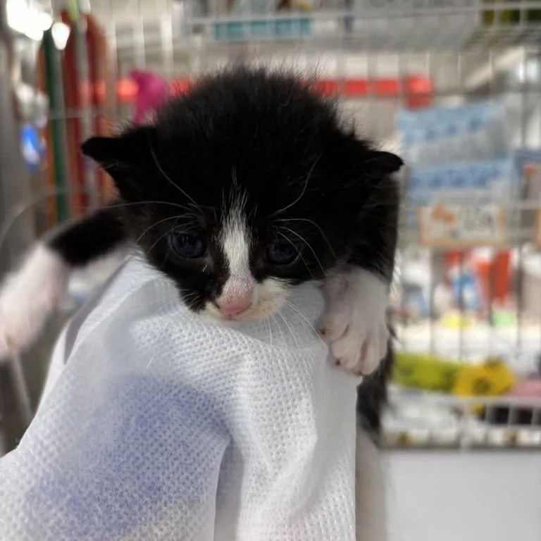 A baby small-sized male Black Domestic Short Hair cat named Vine for adoption in New Fairfield, CT