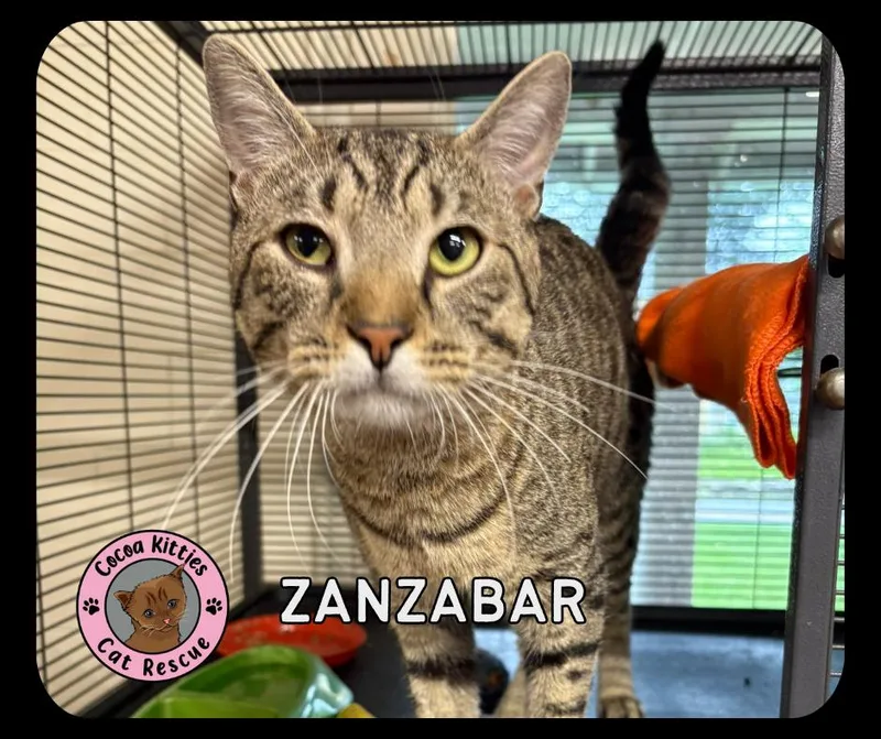 Zanzabar