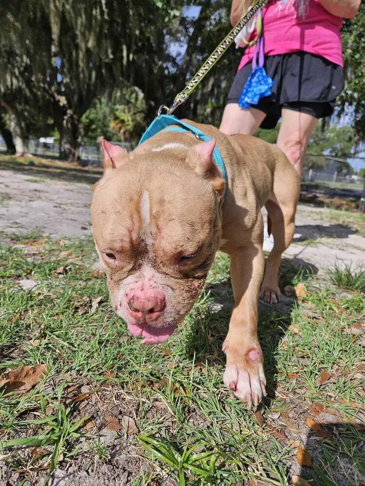 An adult medium-sized female Tricolor (Brown, Black, & White) American Bulldog dog named Judy for adoption in Lakeland, FL
