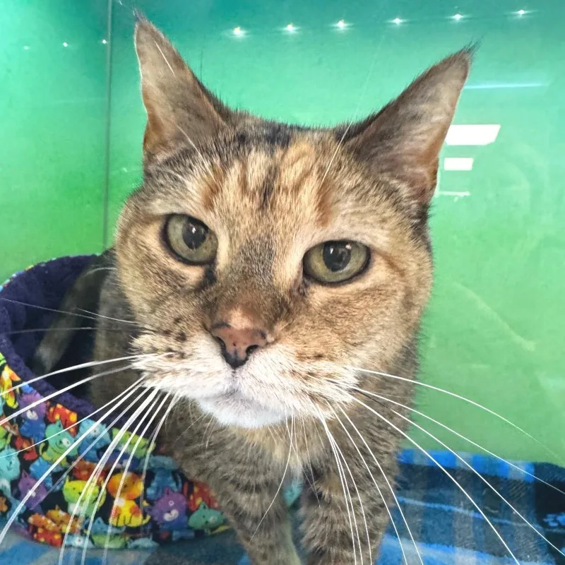 A senior small-sized female Brown / Chocolate Domestic Short Hair cat named Pippy for adoption in Zimmerman, MN