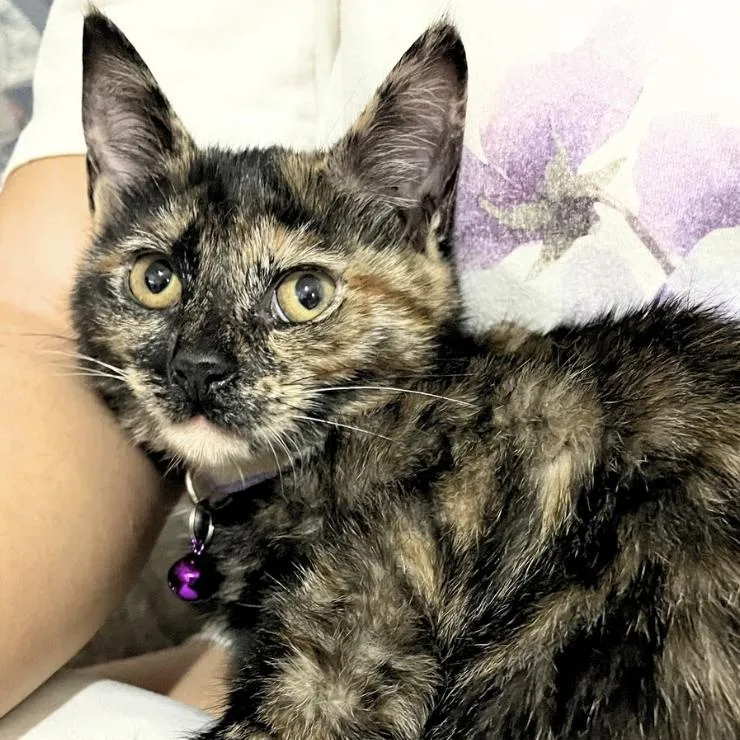 A baby small-sized female Tortoiseshell Domestic Short Hair cat named Sable for adoption in Weehawken, NJ