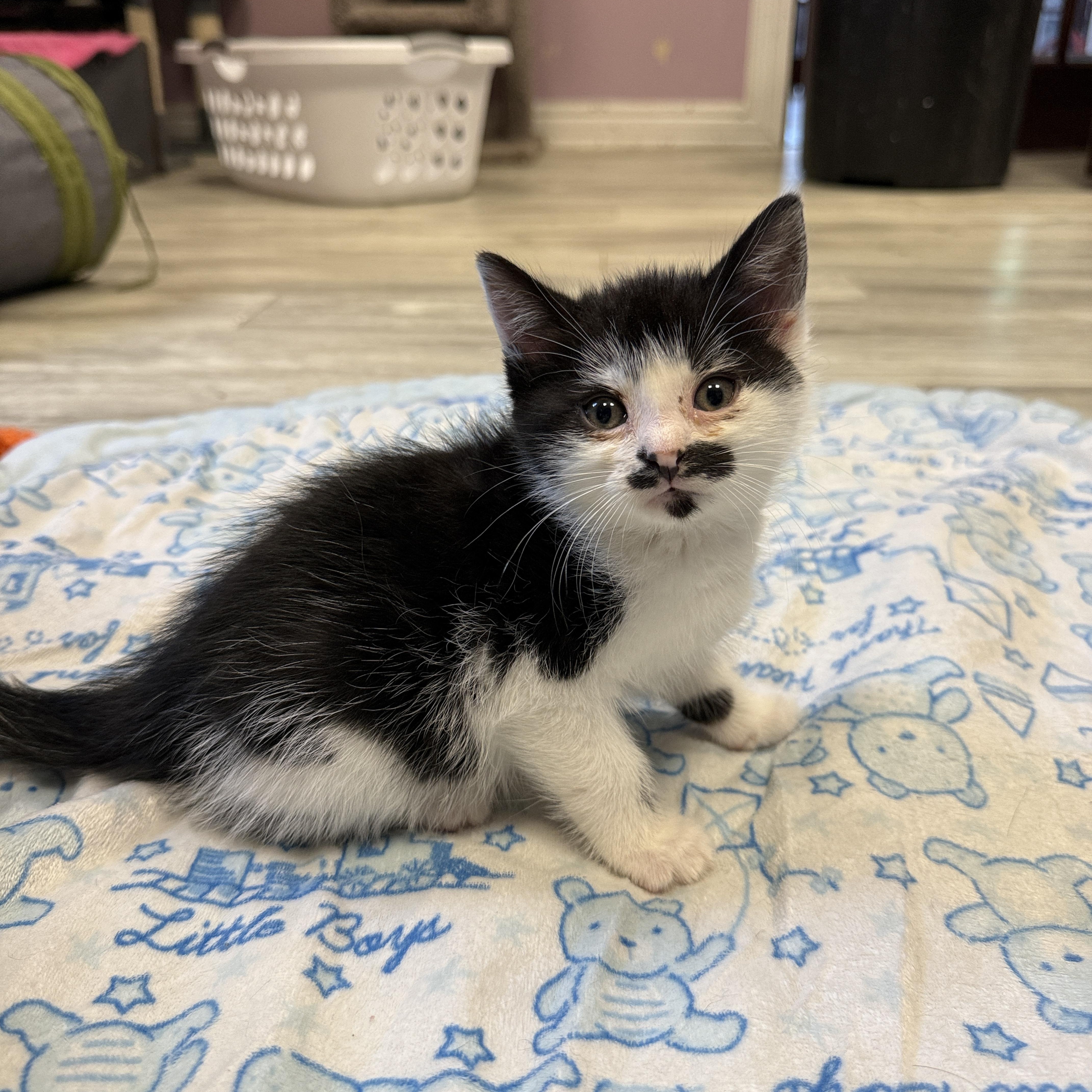A young small-sized male Black & White / Tuxedo Domestic Short Hair cat named Patrick Star for adoption in Freeport, NY