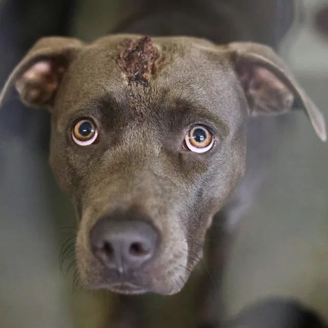 A young large-sized female American Staffordshire Terrier dog named Nova for adoption in San Antonio, TX