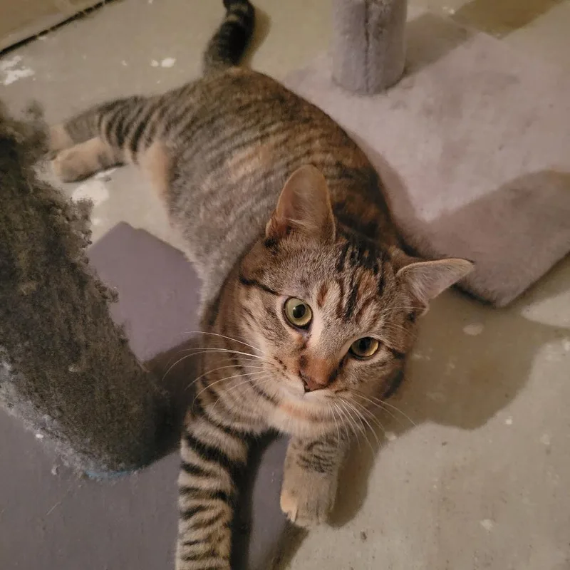 A young small-sized female Brown / Chocolate Domestic Short Hair cat named Buffy for adoption in Sioux Falls, SD