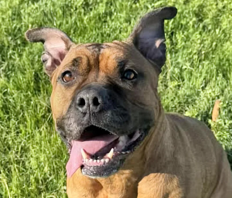 An adult medium-sized female Red / Chestnut / Orange Staffordshire Bull Terrier dog named Angel for adoption in Euclid, OH