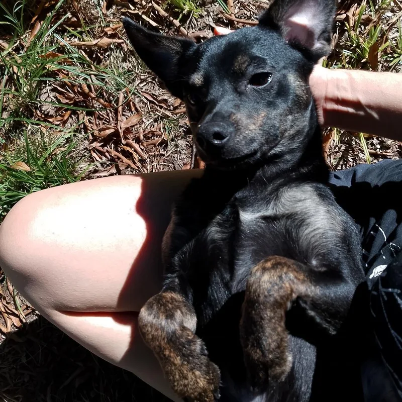 A young small-sized male Mixed Breed dog named French Dip for adoption in Durham, NC