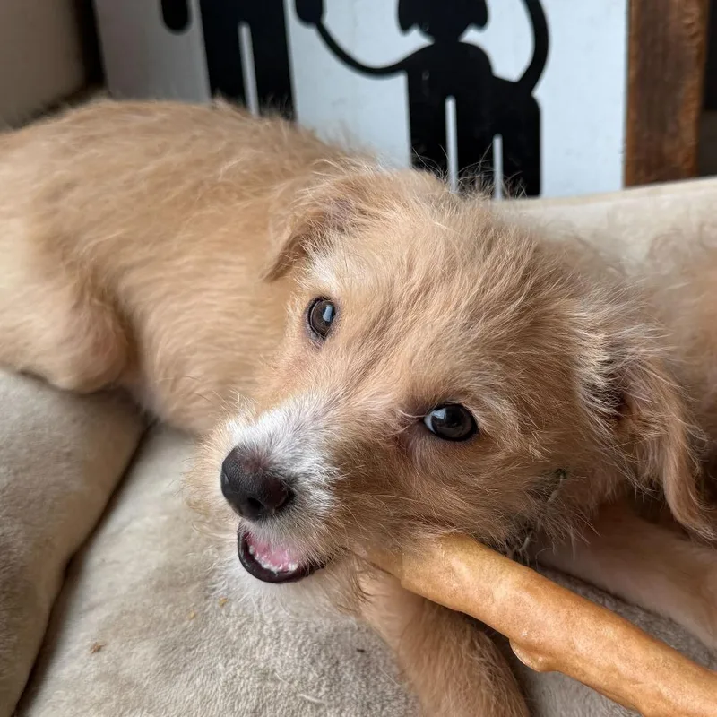 A baby small-sized female Yellow / Tan / Blond / Fawn Mixed Breed dog named Audrey for adoption in San Francisco, CA