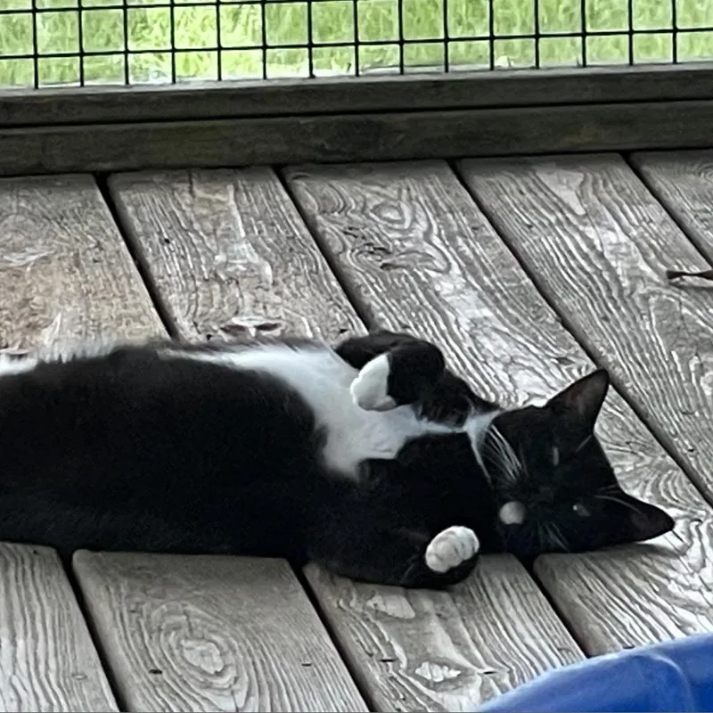 A senior small-sized female Black Domestic Short Hair cat named Daisy for adoption in Tylertown, MS