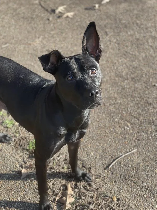 Snow White thumbnail 2