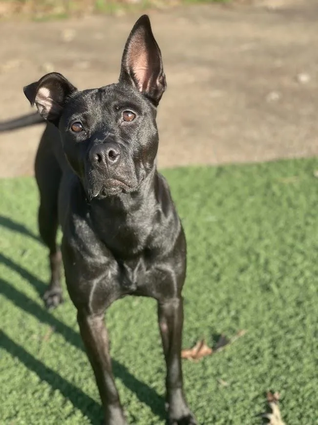 Snow White thumbnail 3