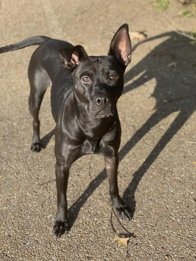 Snow White thumbnail 4