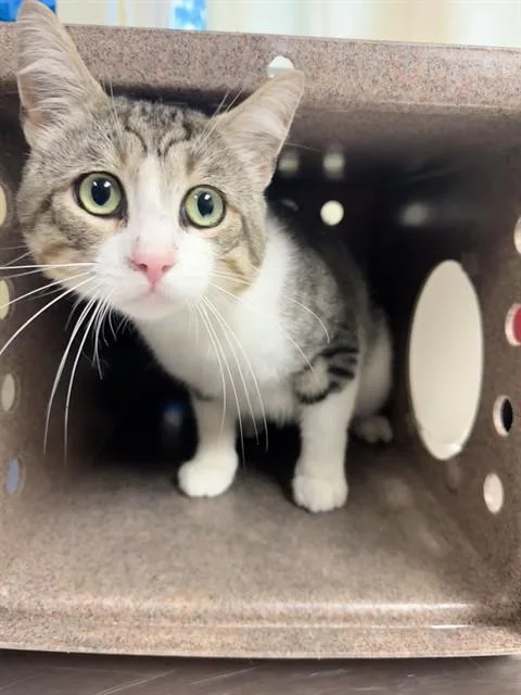 An adult medium-sized male Domestic Short Hair cat named Clyde for adoption in Cookeville, TN