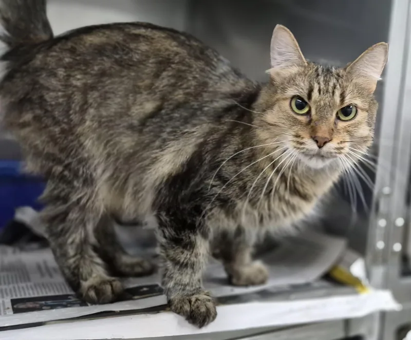 A young medium-sized female Tabby cat named Talula for adoption in Claremore, OK