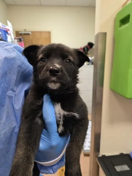 A baby small-sized female Shepherd dog named Makita for adoption in Kennewick, WA