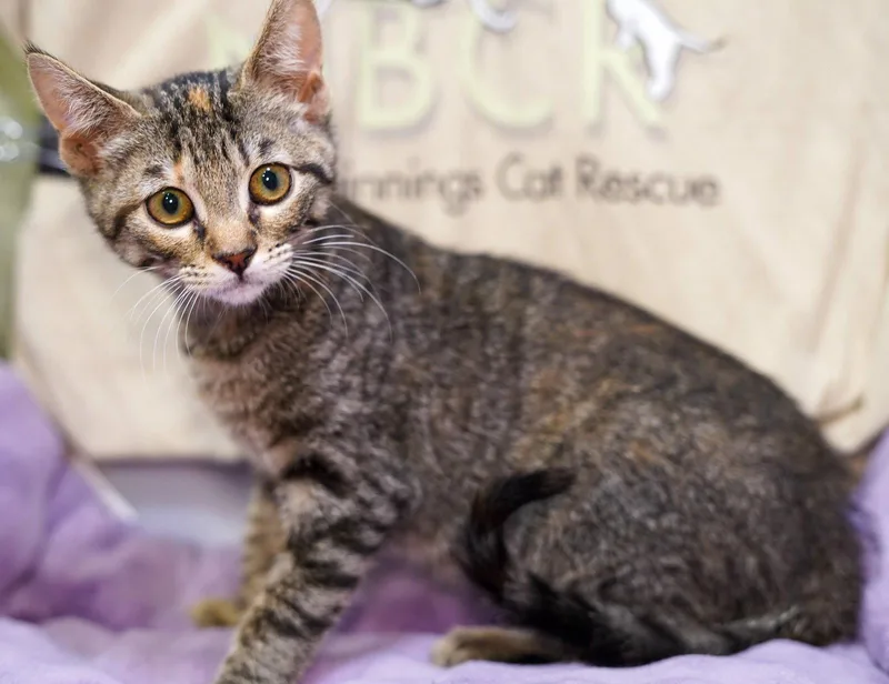 A baby medium-sized female Tabby cat named Gabby for adoption in Garland, TX