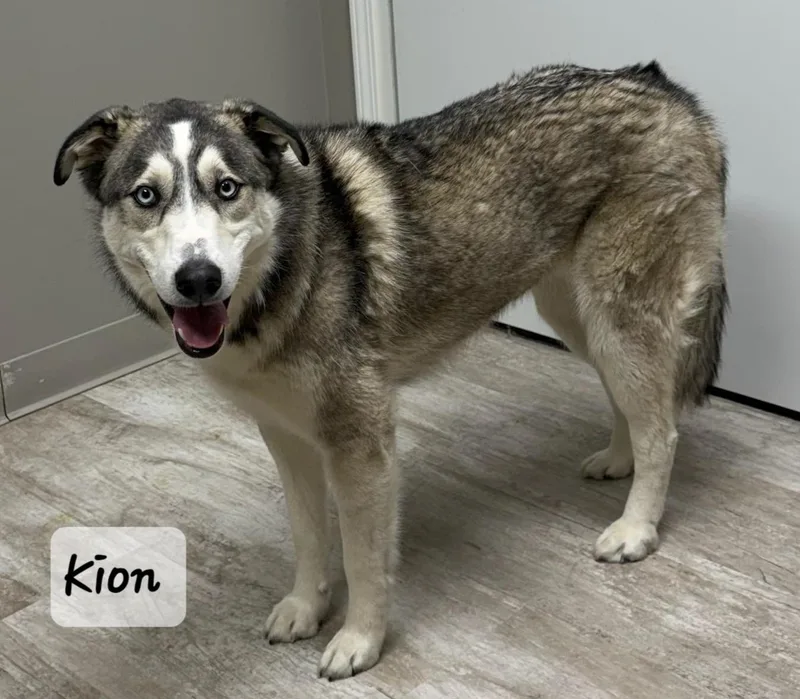 An adult medium-sized male Gray / Blue / Silver Husky dog named Kion for adoption in Urbana, OH