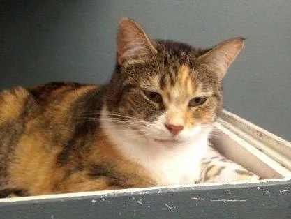 An adult medium-sized female Domestic Short Hair cat named Callie for adoption in Muskegon, MI