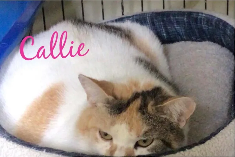 Callie thumbnail 6