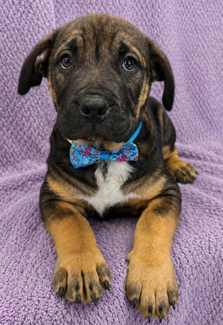 Bruno