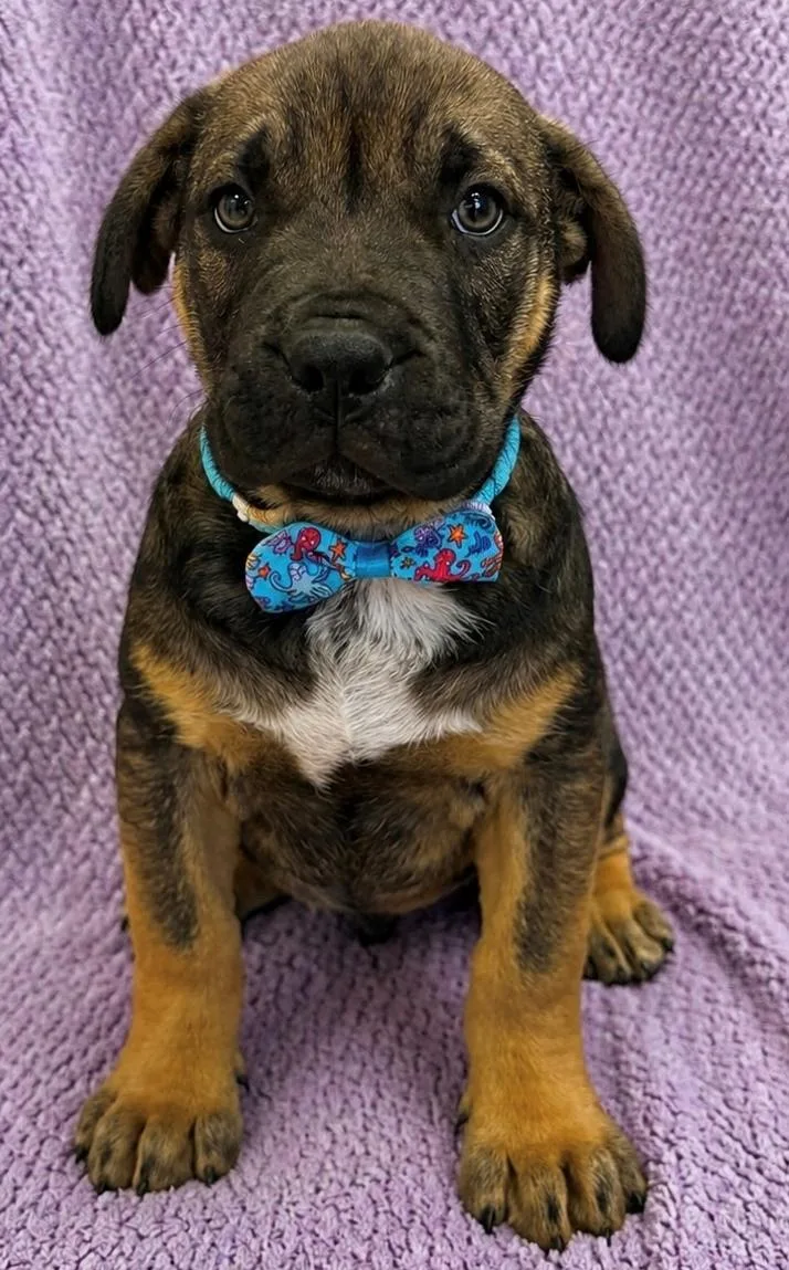 Bruno thumbnail 2