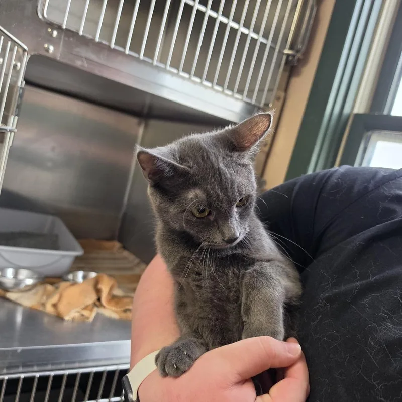 A young medium-sized female Gray / Blue / Silver Domestic Short Hair cat named Rain for adoption in Downers Grove, IL