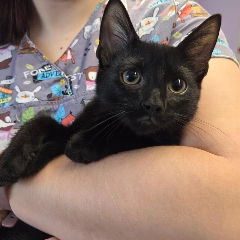 A baby medium-sized male Domestic Short Hair cat named Zoloft for adoption in Warwick, RI