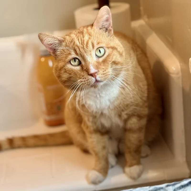 An adult small-sized male Orange / Red Domestic Short Hair cat named Ollie for adoption in Los Angeles, CA