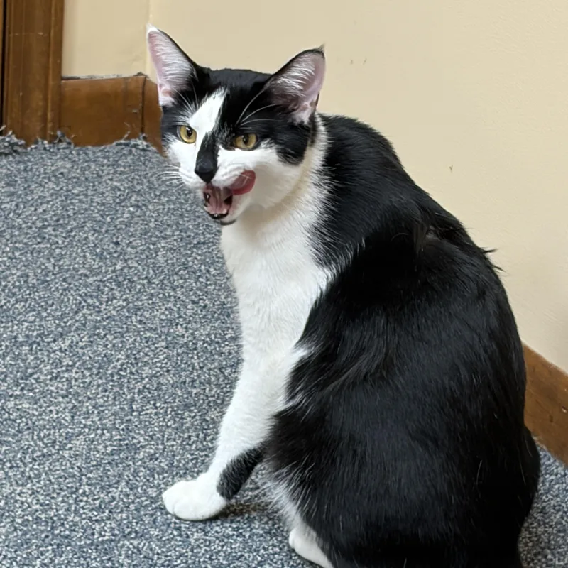 A young medium-sized male Black Domestic Short Hair cat named Murphy for adoption in Louisville, KY