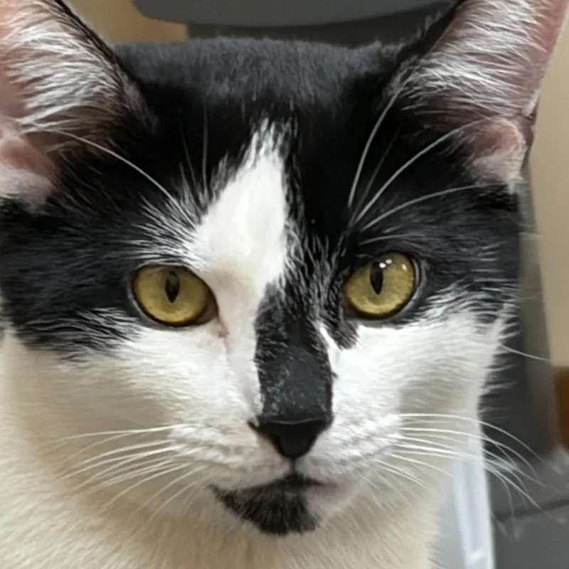 Murphy thumbnail 4