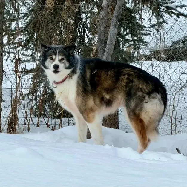 An adult medium-sized male Husky dog named Aspen for adoption in Chugiak, AK