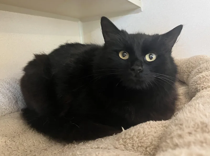 Miss Clawdia thumbnail 2