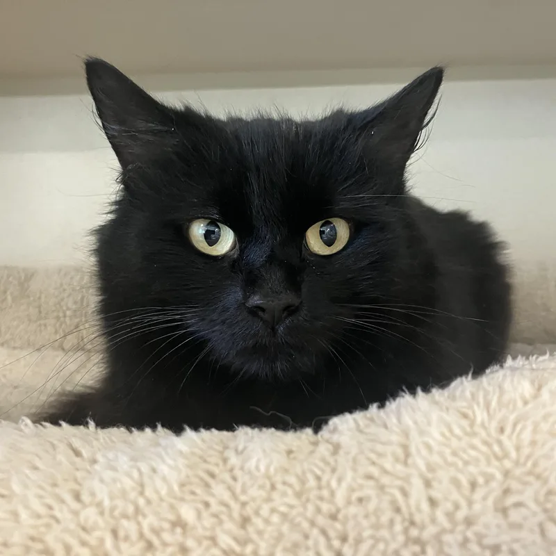 A young medium-sized female Black Domestic Long Hair cat named Miss Clawdia for adoption in Eatontown, NJ