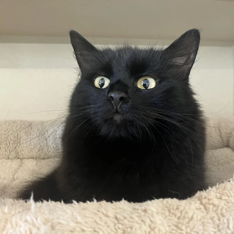 Miss Clawdia thumbnail 3