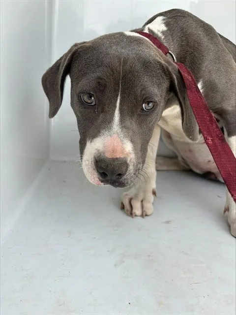 A young small-sized female Pit Bull Terrier dog named Harley for adoption in Augusta, GA