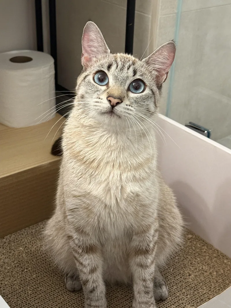 A young medium-sized female Lilac Point Domestic Short Hair cat named Sunny for adoption in San Jose, CA