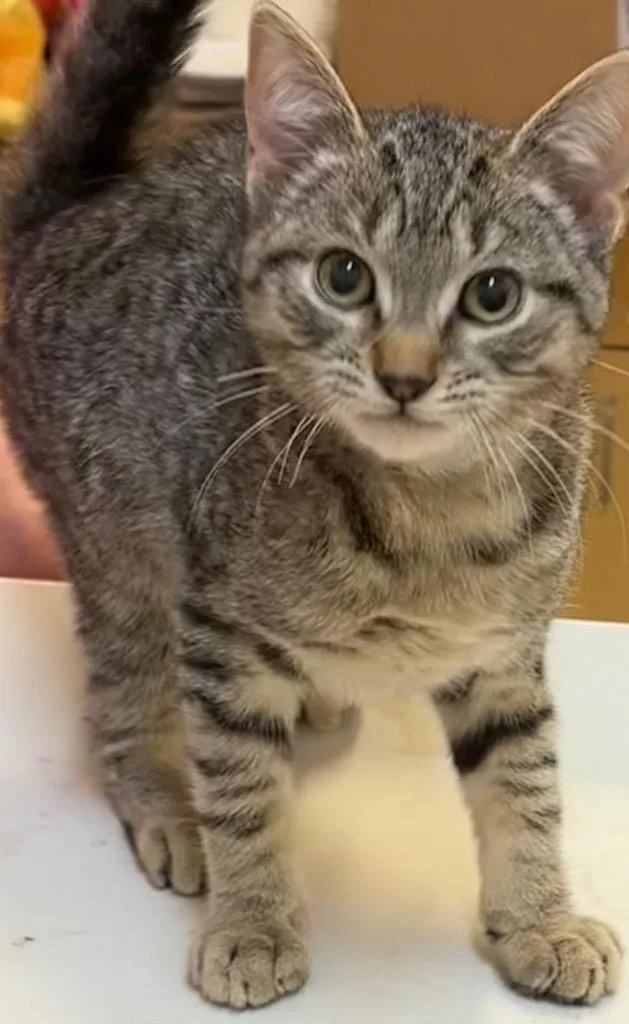 A baby small-sized female Domestic Short Hair cat named Lottie for adoption in Elizabethton, TN