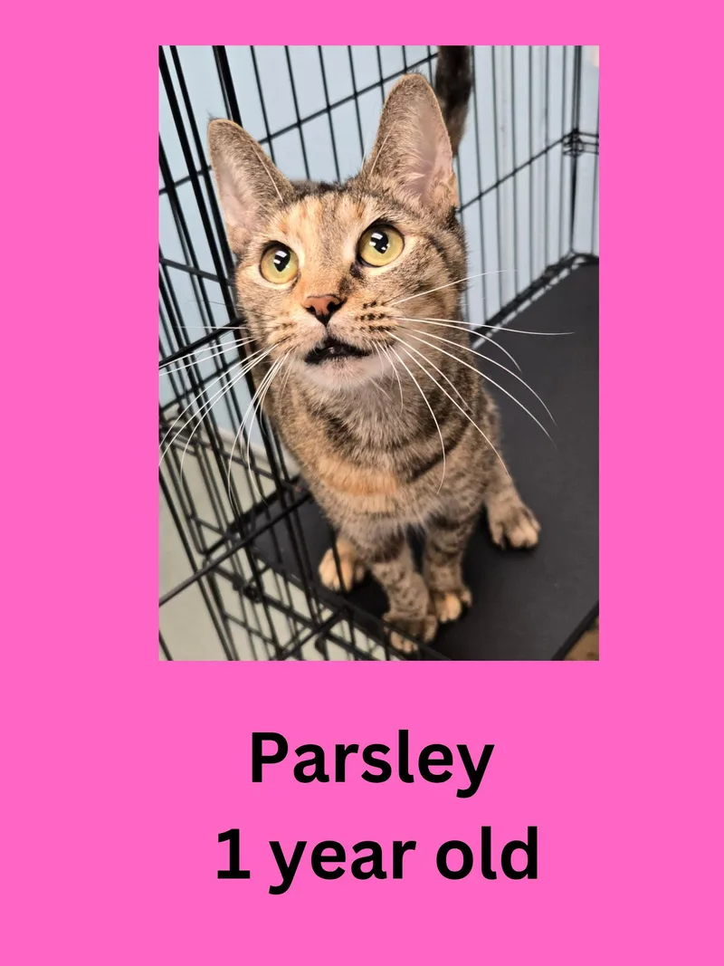 Parsley
