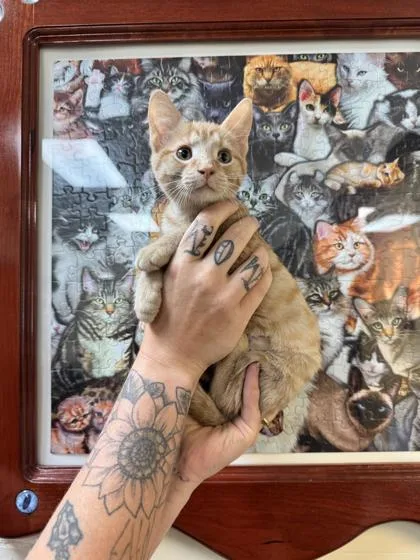 A baby small-sized female Domestic Short Hair cat named Car Alarm for adoption in Brunswick, GA