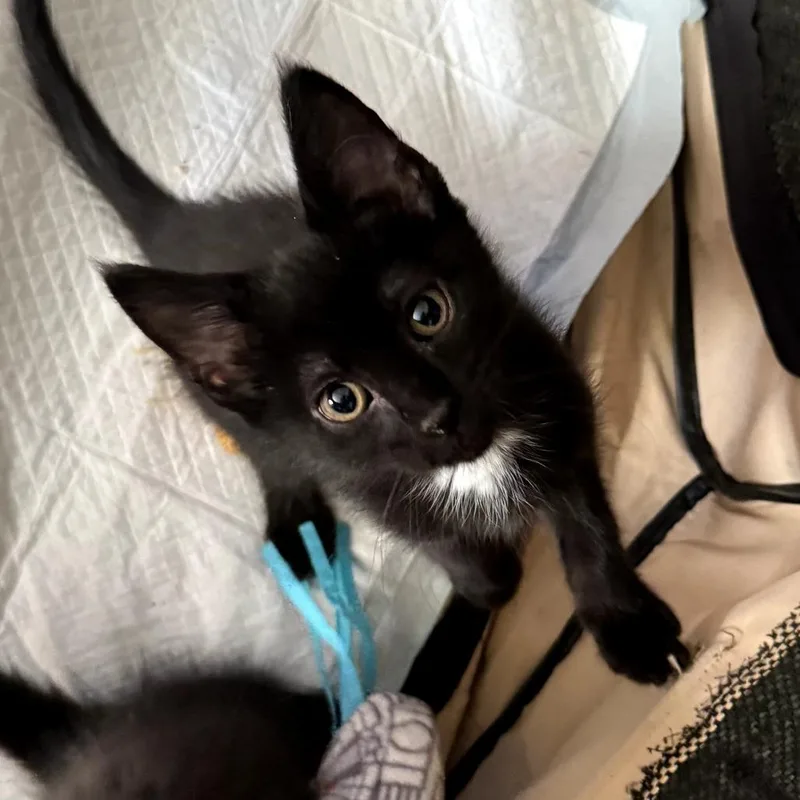 A baby small-sized male Black Domestic Short Hair cat named Mikey for adoption in Fairfax Station, VA