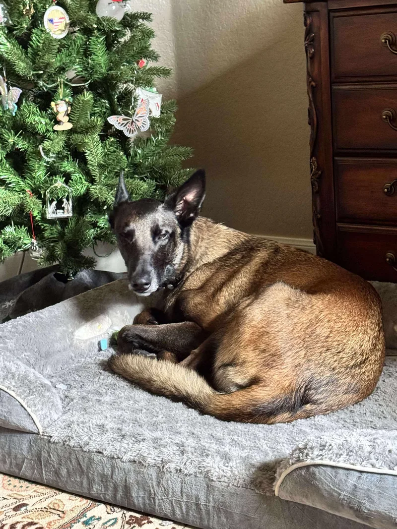 An adult large-sized male Belgian Shepherd / Malinois dog named Dieken for adoption in Houston , TX