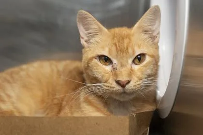 An adult small-sized male Domestic Short Hair cat named B GingerSnap for adoption in North Charleston, SC