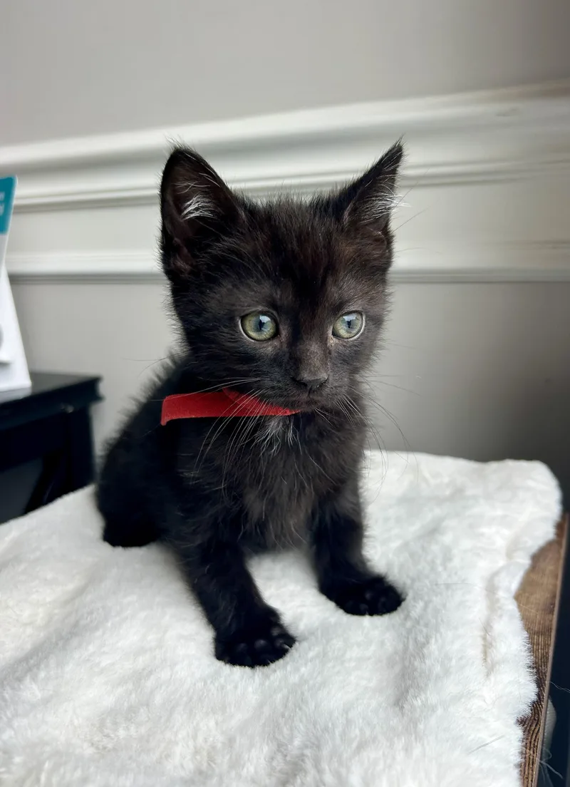 A baby medium-sized male Black Domestic Short Hair cat named Zeppelin for adoption in Bethel, OH