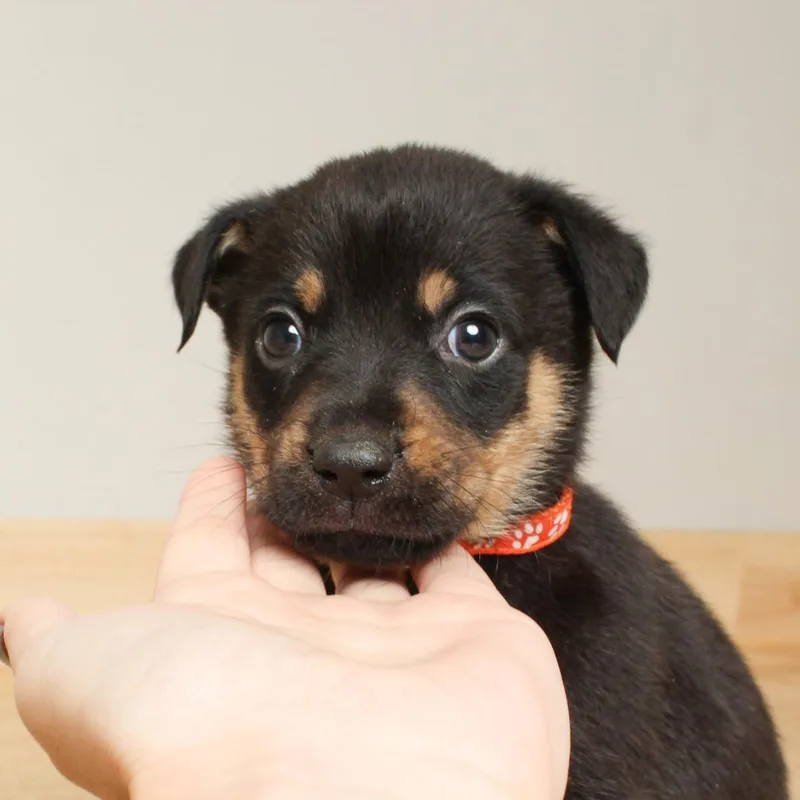 A baby medium-sized male Black German Shepherd Dog dog named Fritz D for adoption in Minnetonka, MN