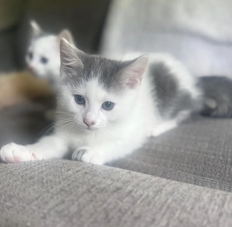 A baby small-sized male Buff & White Domestic Short Hair cat named Pancake for adoption in Maineville, OH