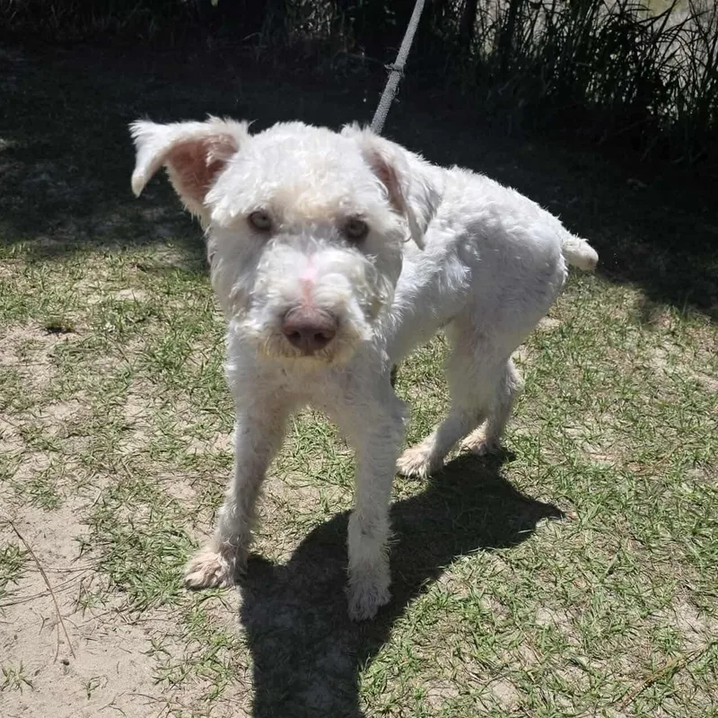 A young small-sized female White / Cream Miniature Schnauzer dog named Nimbus for adoption in Foley, AL