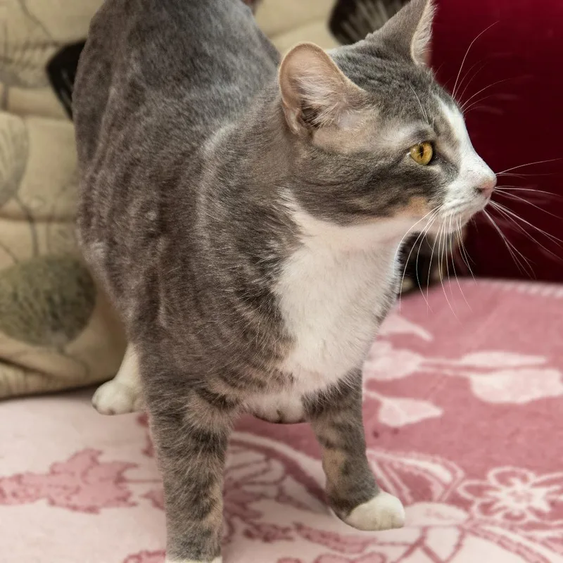 Sherlock thumbnail 2