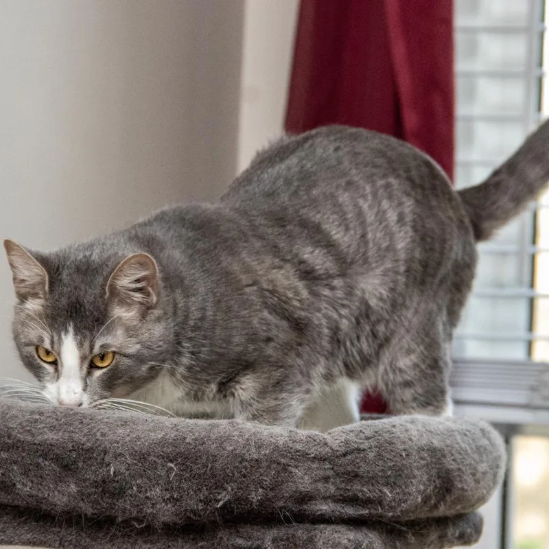 Sherlock thumbnail 3