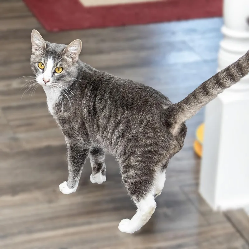 Sherlock thumbnail 4