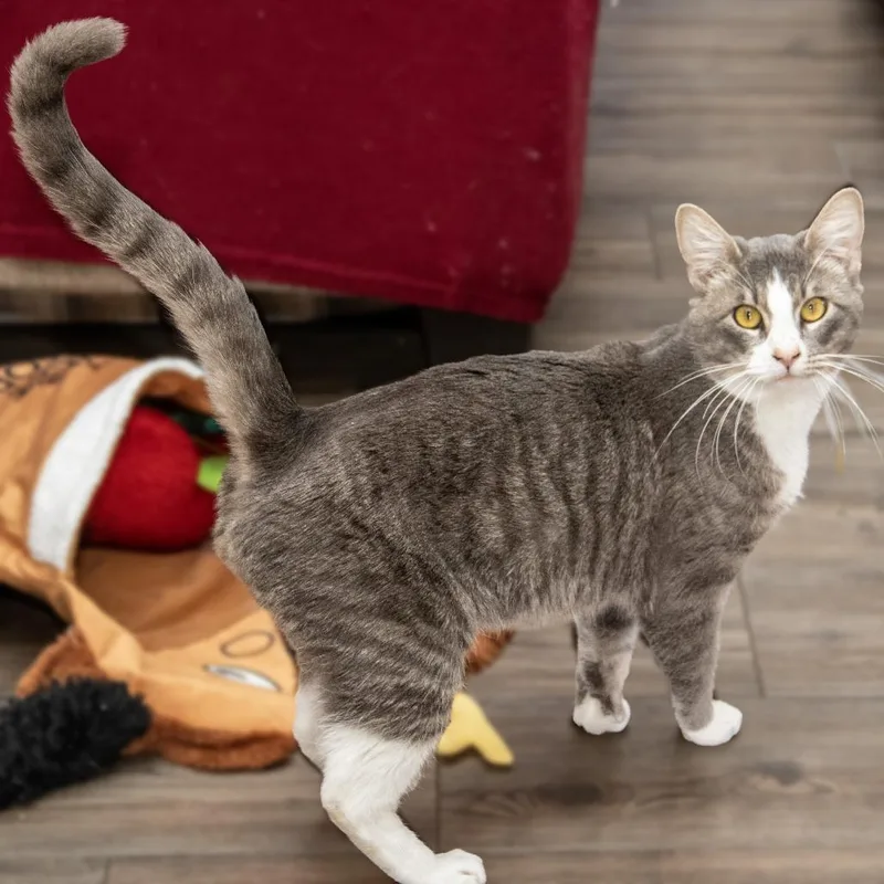 Sherlock thumbnail 5